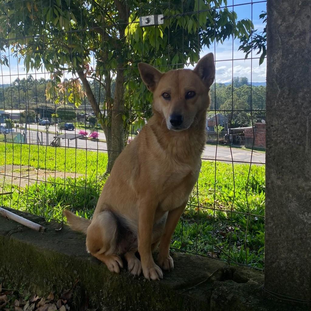 Mayla, cachorro de porte médio para adoção em Igrejinha - RS