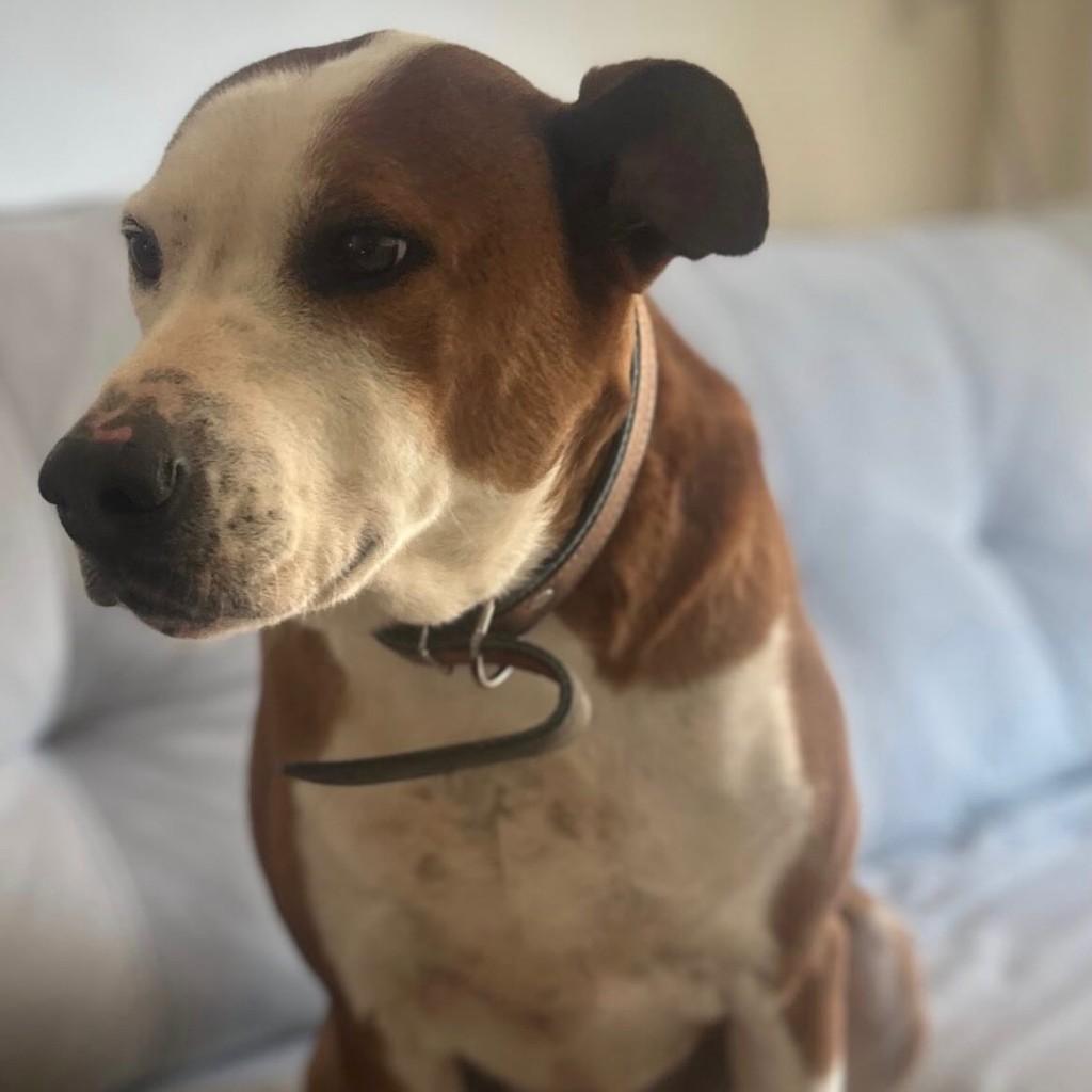 Roberto, cachorro de porte grande para adoção em Igrejinha - RS