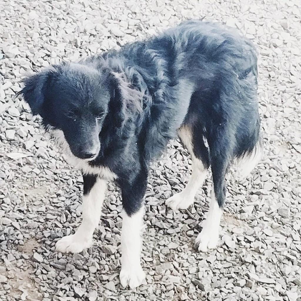 Filhotão, cachorro de porte grande para adoção em Igrejinha - RS