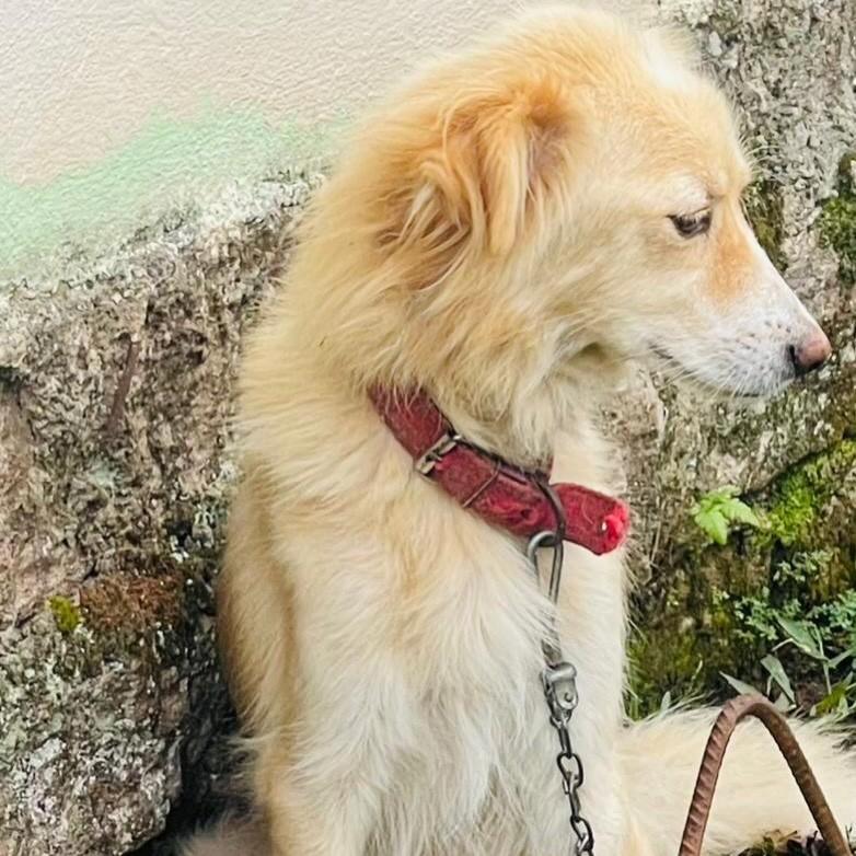 Lindona, cachorro de porte médio para adoção em Igrejinha - RS