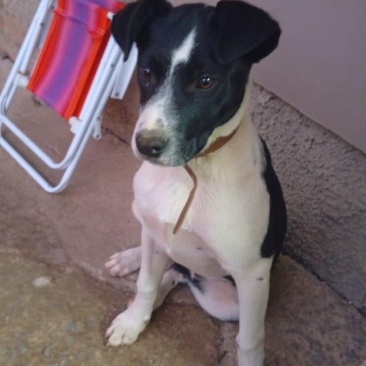 Último Que Sobrou, cachorro de porte grande para adoção em Igrejinha - RS