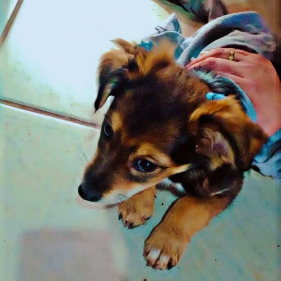 Lindinha, cachorro de porte pequeno para adoção em Igrejinha - RS