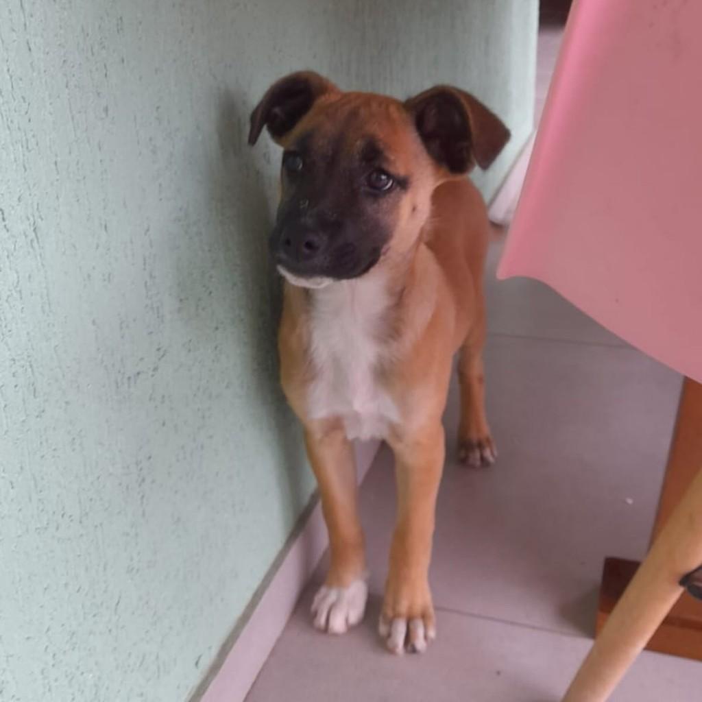 Filhotinha, cachorro de porte médio para adoção em Igrejinha - RS