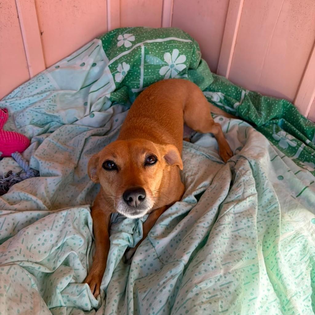 Fifi, cachorro de porte pequeno para adoção em Igrejinha - RS