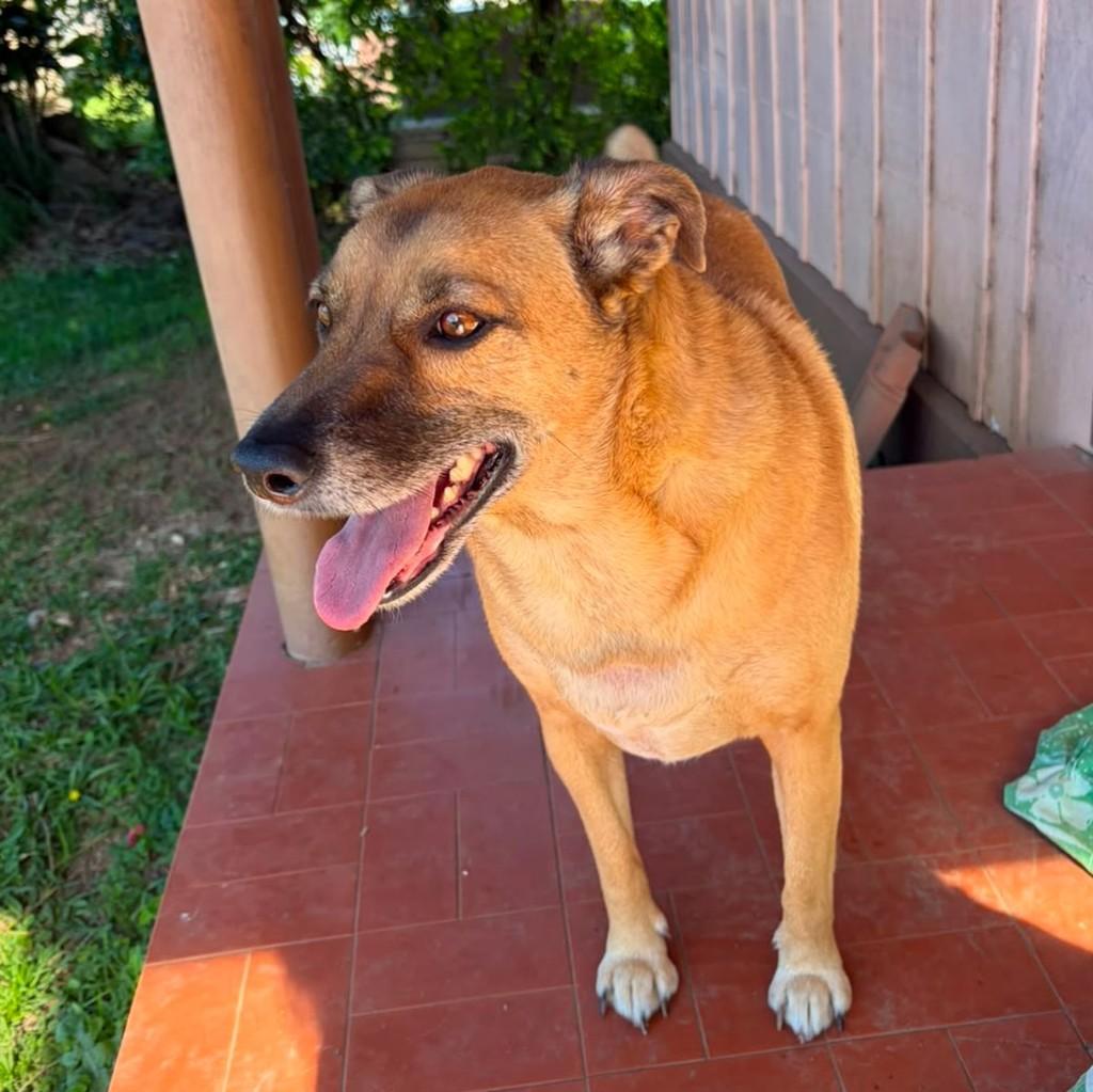 Bendi, cachorro de porte médio para adoção em Igrejinha - RS