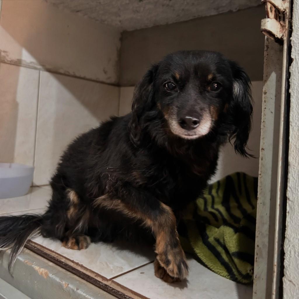 Pingo, cachorro de porte médio para adoção em Igrejinha - RS