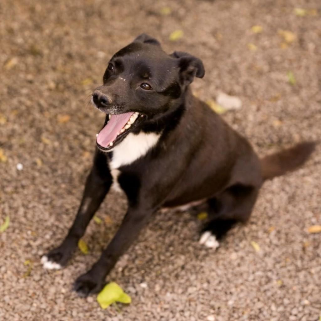 Zeus, cachorro de porte pequeno para adoção em Igrejinha - RS