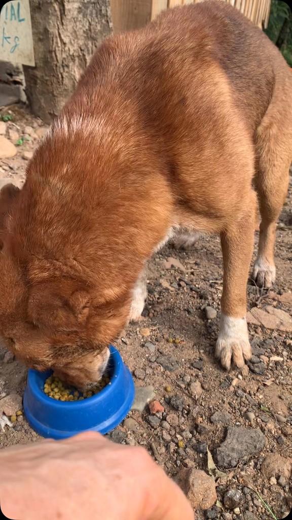 Vozinho, cachorro de porte médio para adoção em Igrejinha - RS