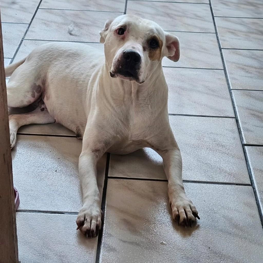 Bonnie, cadela de porte médio para adoção em Igrejinha - RS