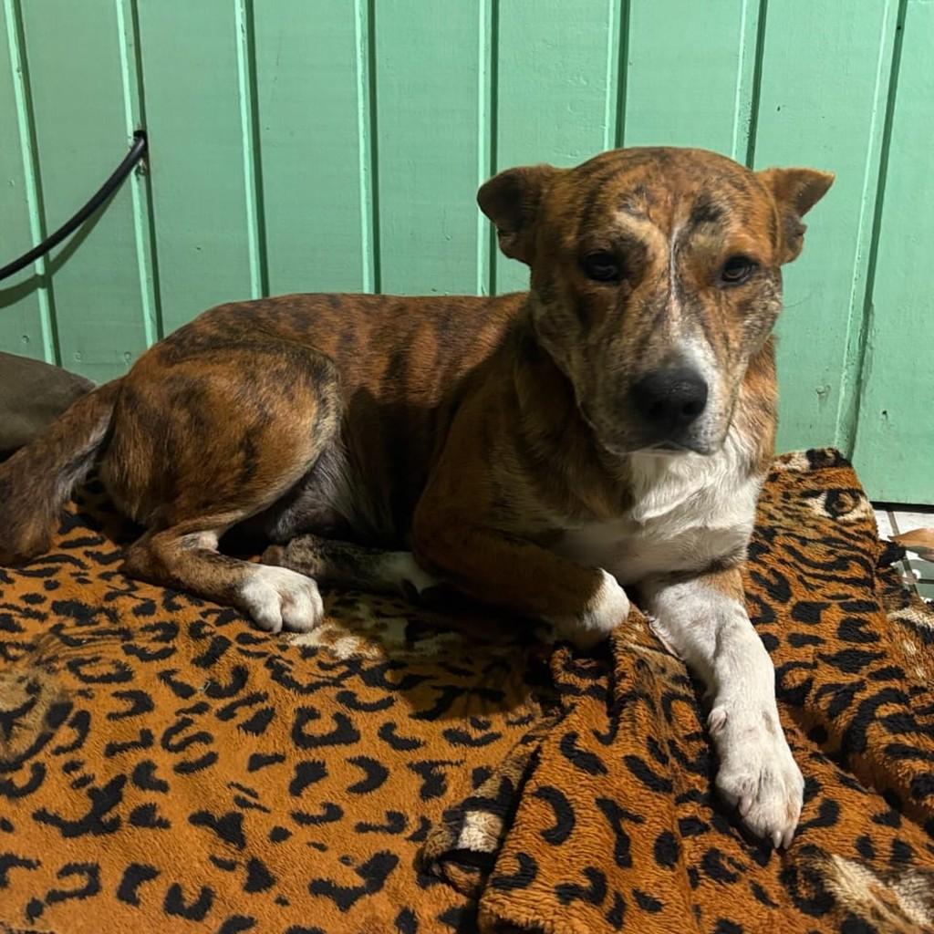 Tigrao, cachorro de porte médio para adoção em Igrejinha - RS