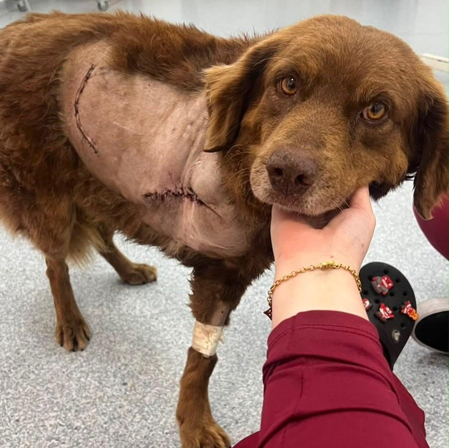 Chocolate, cachorro de porte grande para adoção em Igrejinha - RS