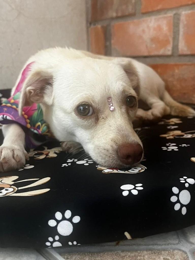 Branquinha, cachorro de porte pequeno para adoção em Igrejinha - RS