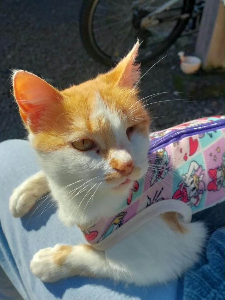 Sunny, gata de porte médio para adoção em Igrejinha - RS