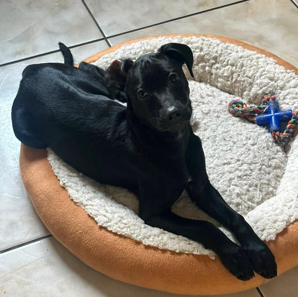 John, cachorro de porte médio para adoção em Igrejinha - RS