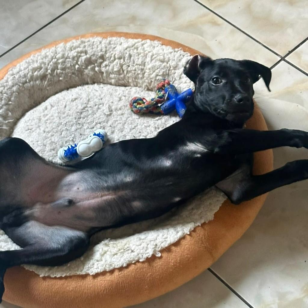John, cachorro de porte médio para adoção em Igrejinha - RS — foto 2 de 2