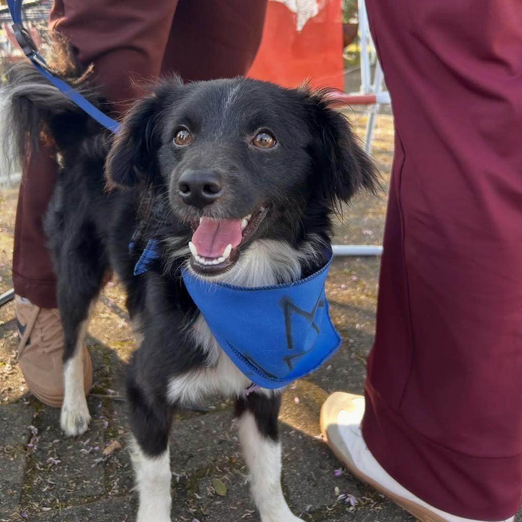 Thor, cachorro de porte médio para adoção em Igrejinha - RS