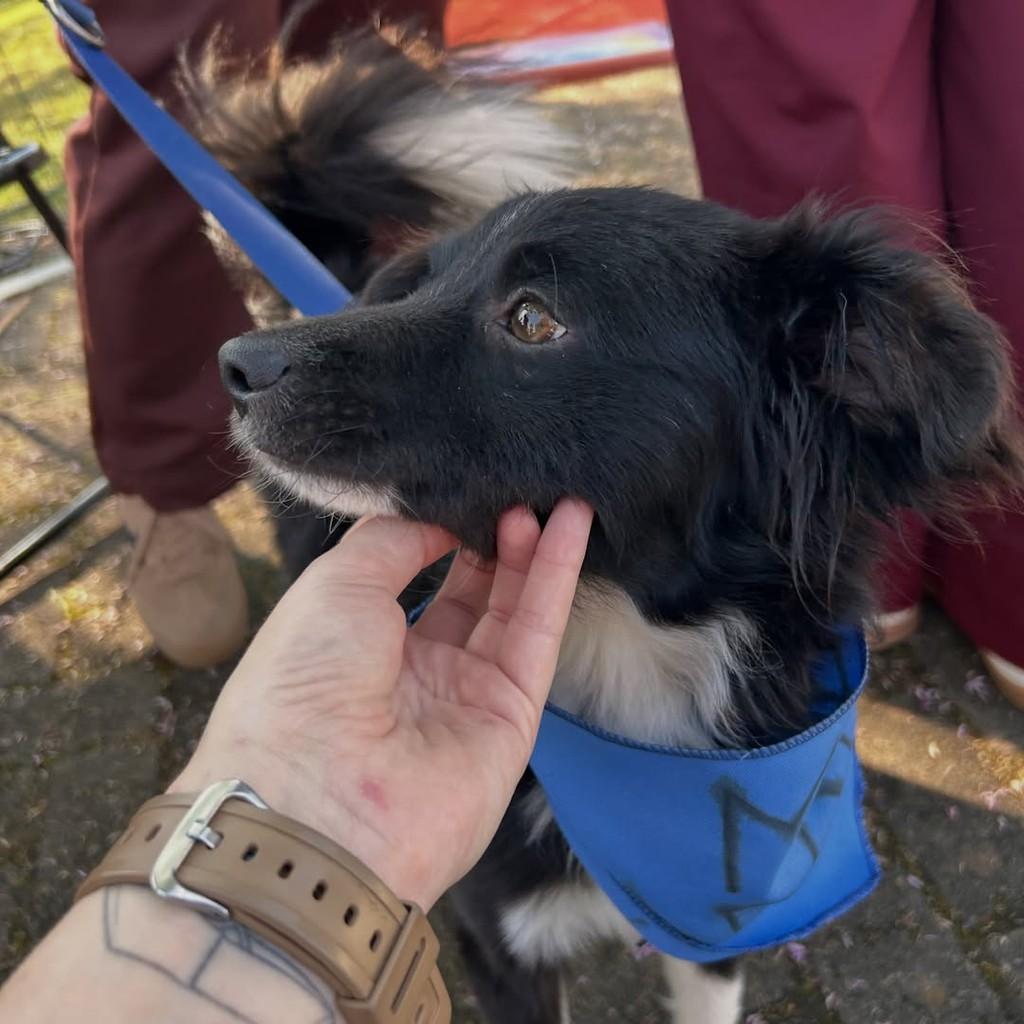 Thor, cachorro de porte médio para adoção em Igrejinha - RS — foto 2 de 3