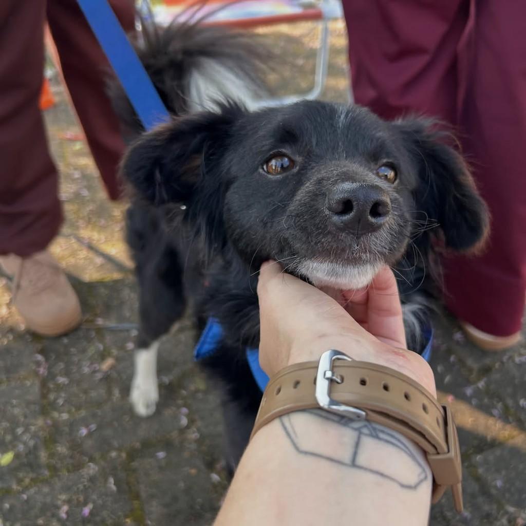 Thor, cachorro de porte médio para adoção em Igrejinha - RS — foto 3 de 3
