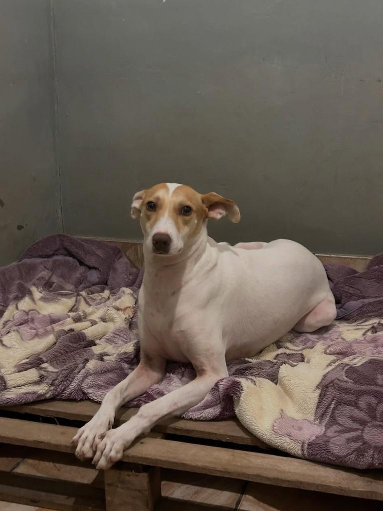 Silvinha, cadela de porte grande para adoção em Igrejinha - RS — foto 3 de 4