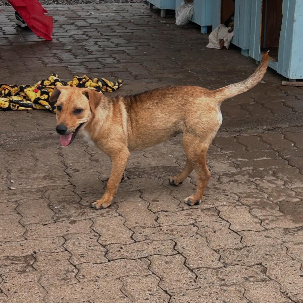 Sara, cadela de porte médio para adoção em Igrejinha - RS