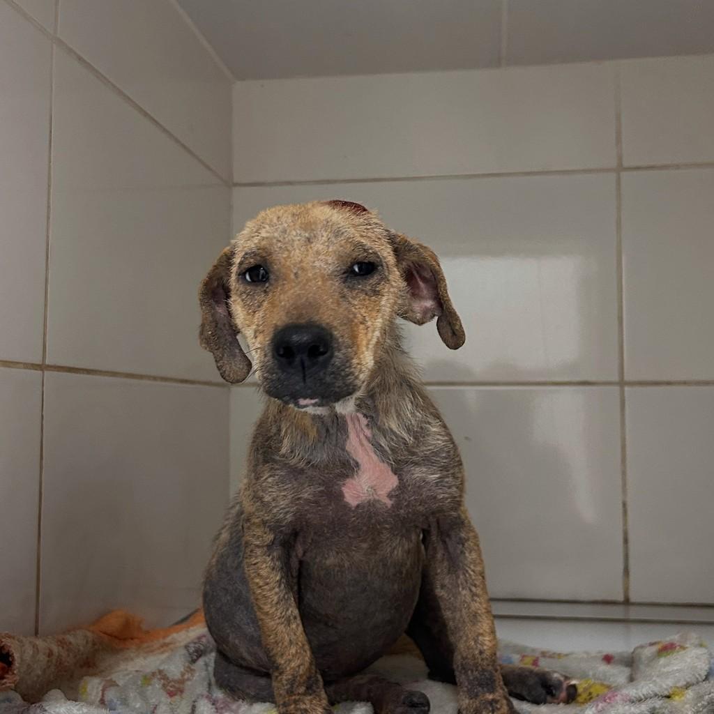 Sara, cadela de porte médio para adoção em Igrejinha - RS — foto 4 de 5