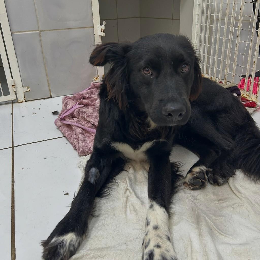 Caio, cachorro de porte grande para adoção em Igrejinha - RS