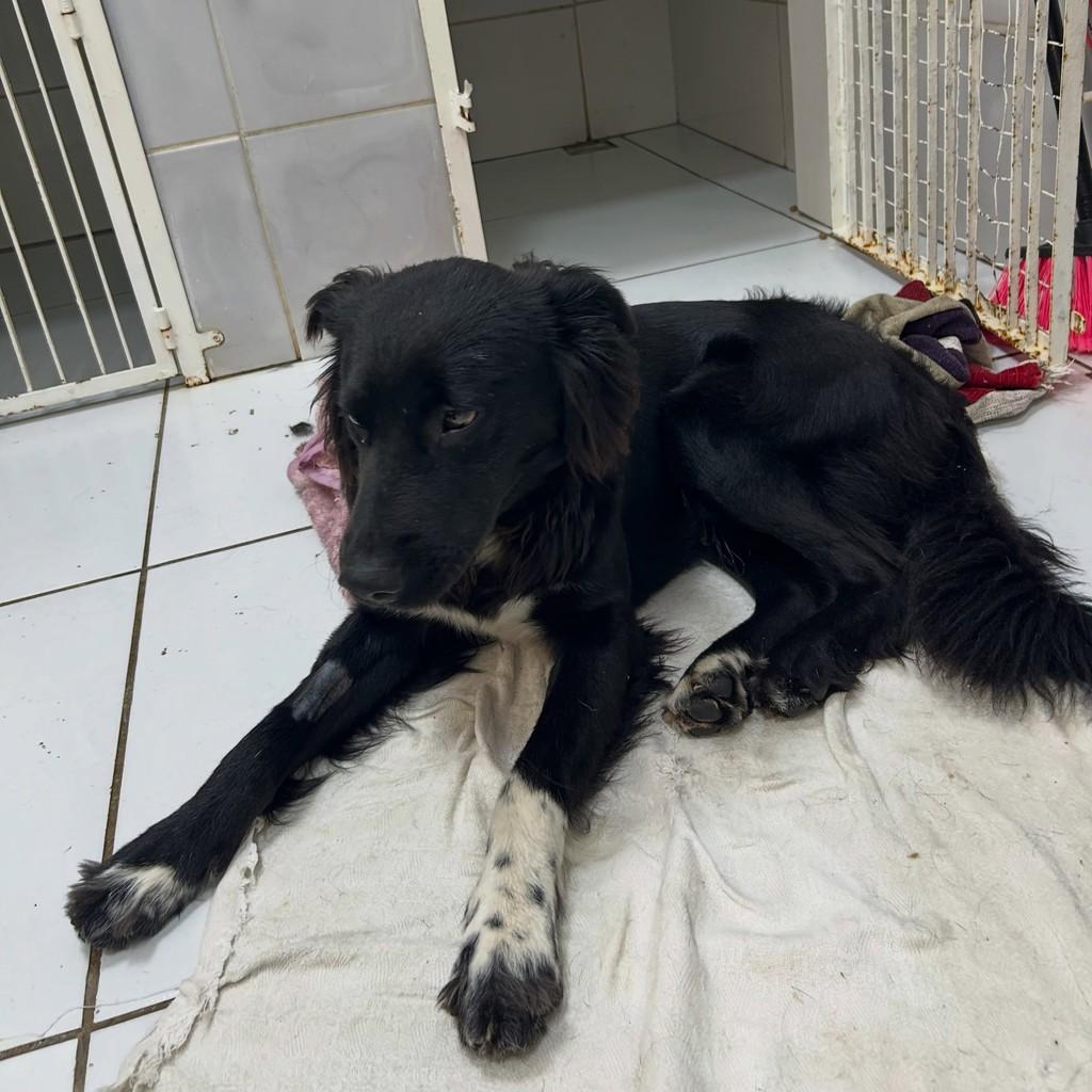 Caio, cachorro de porte grande para adoção em Igrejinha - RS — foto 2 de 5