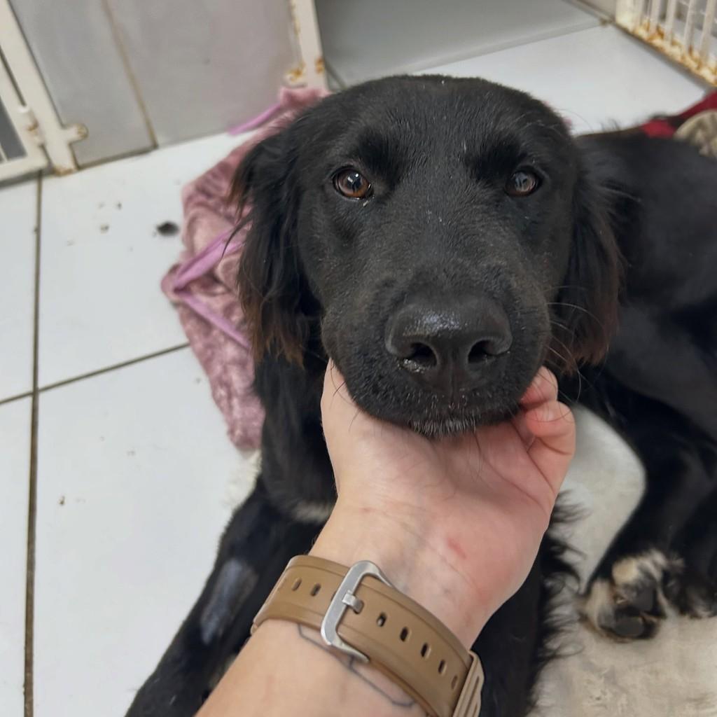 Caio, cachorro de porte grande para adoção em Igrejinha - RS — foto 3 de 5
