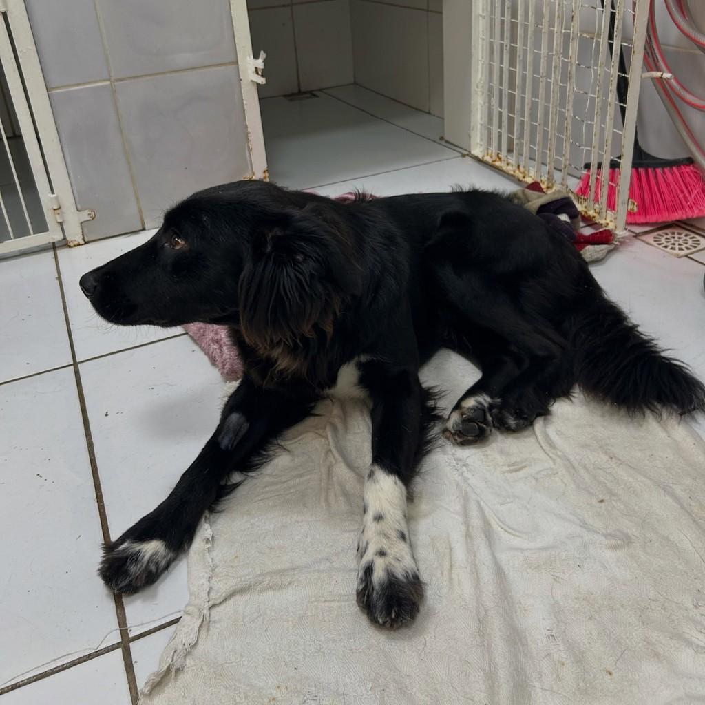 Caio, cachorro de porte grande para adoção em Igrejinha - RS — foto 4 de 5