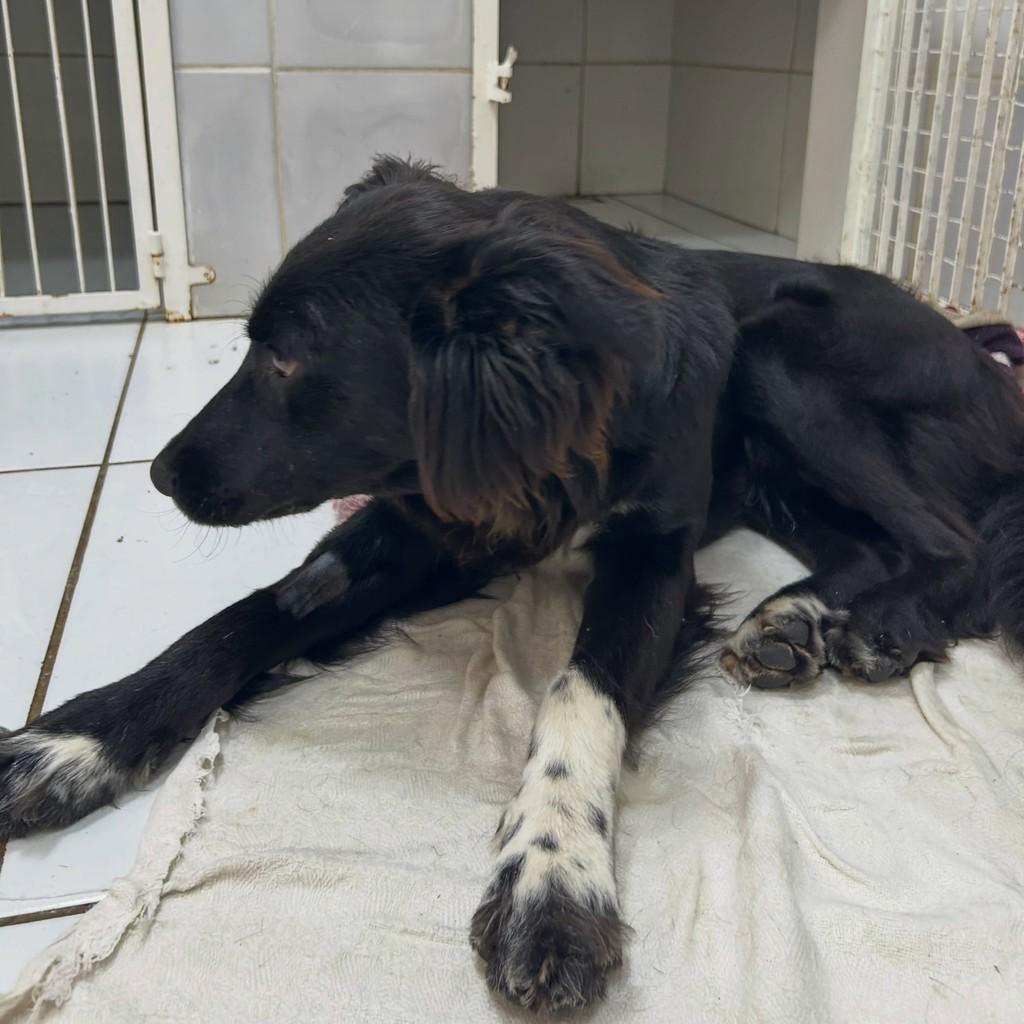 Caio, cachorro de porte grande para adoção em Igrejinha - RS — foto 5 de 5