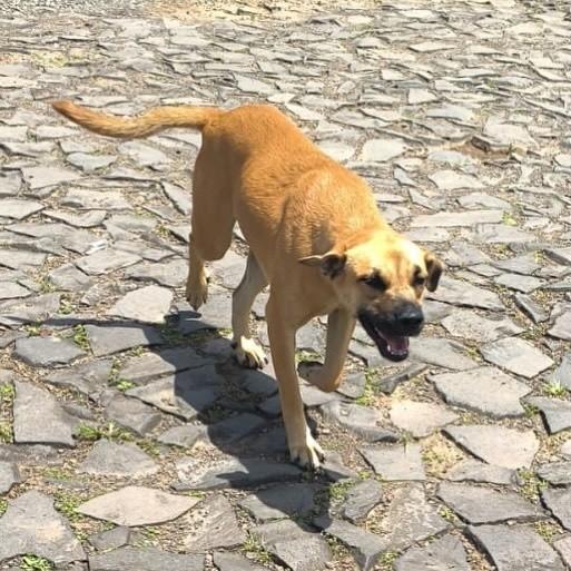 Caramela, cadela de porte médio para adoção em Igrejinha - RS