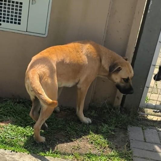 Caramela, cadela de porte médio para adoção em Igrejinha - RS — foto 2 de 2