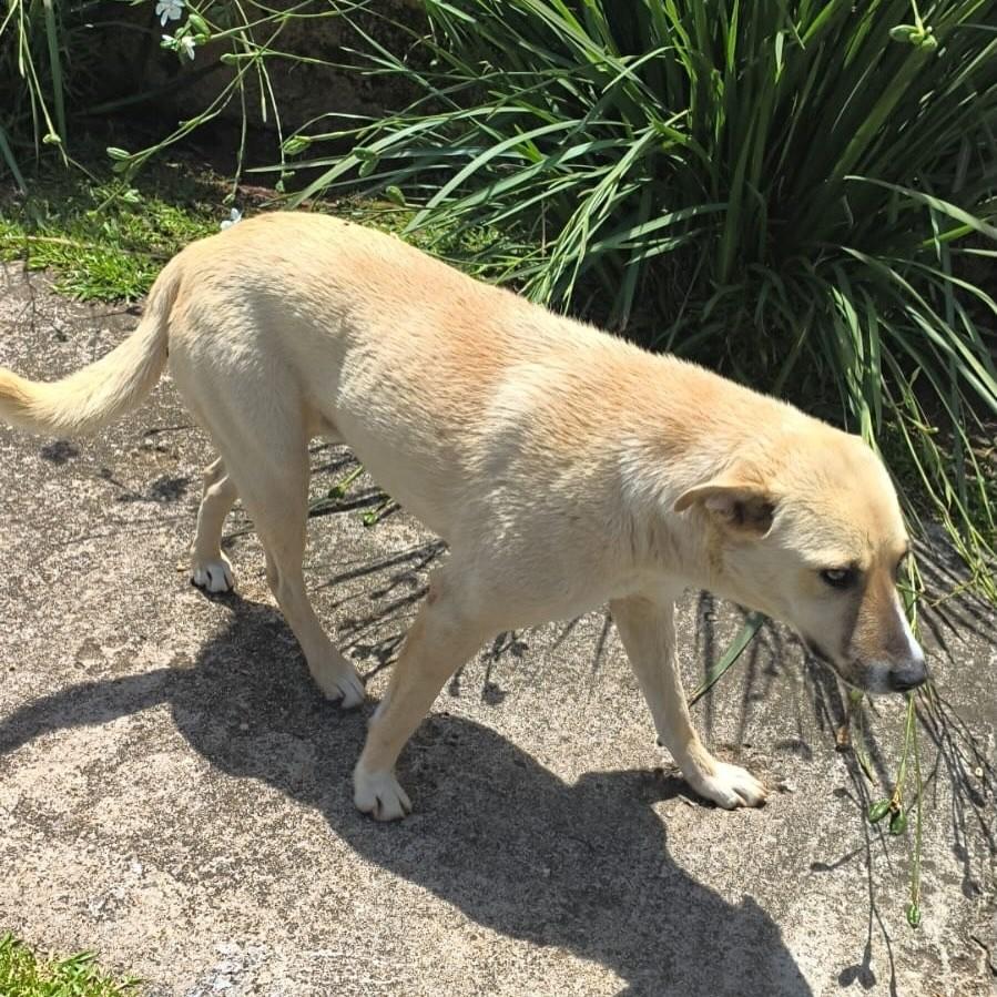 Caramelo, cachorro de porte grande para adoção em Igrejinha - RS