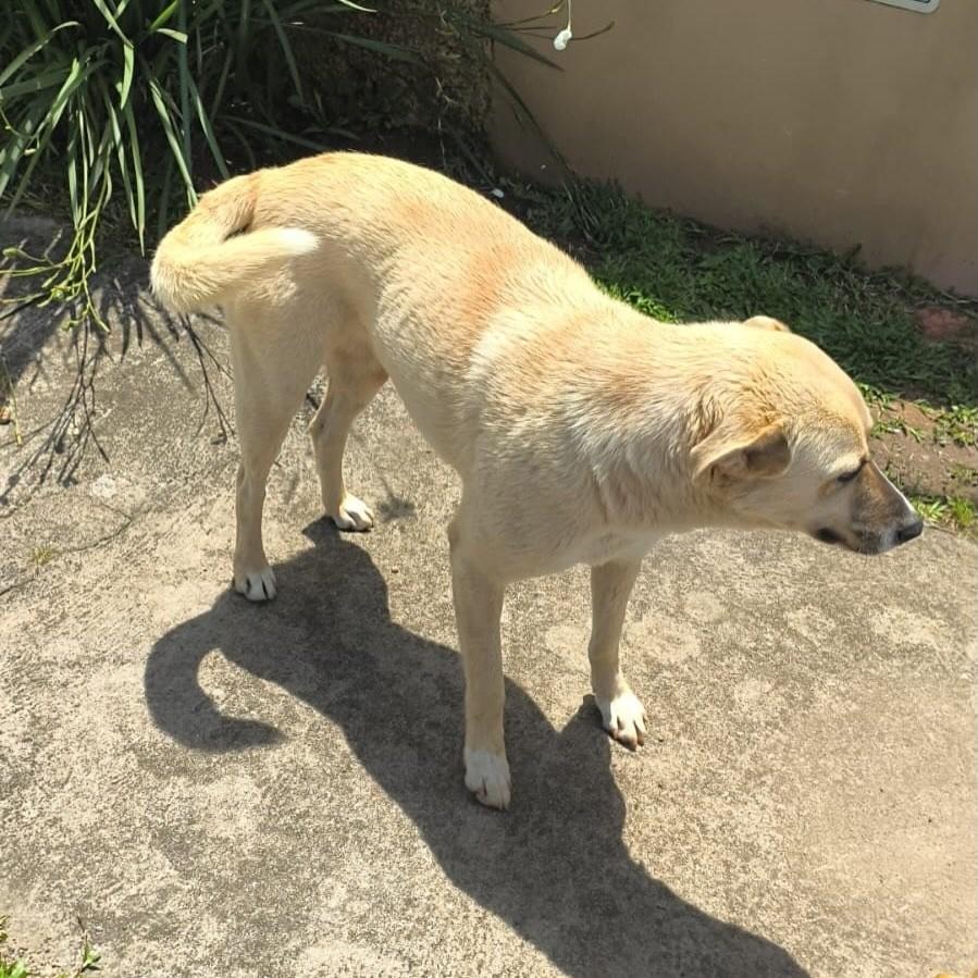 Caramelo, cachorro de porte grande para adoção em Igrejinha - RS — foto 2 de 2