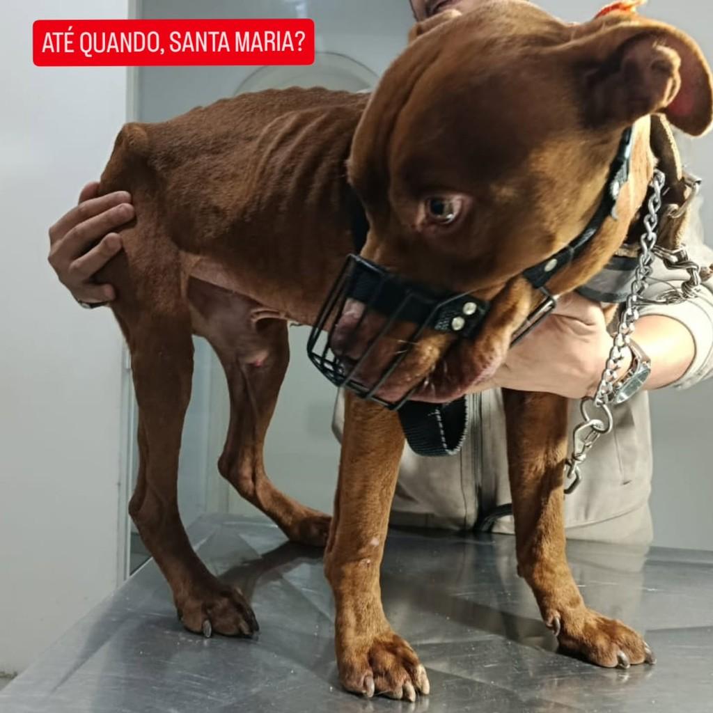 Mach9, cachorro de porte grande para adoção em Santa Maria - RS