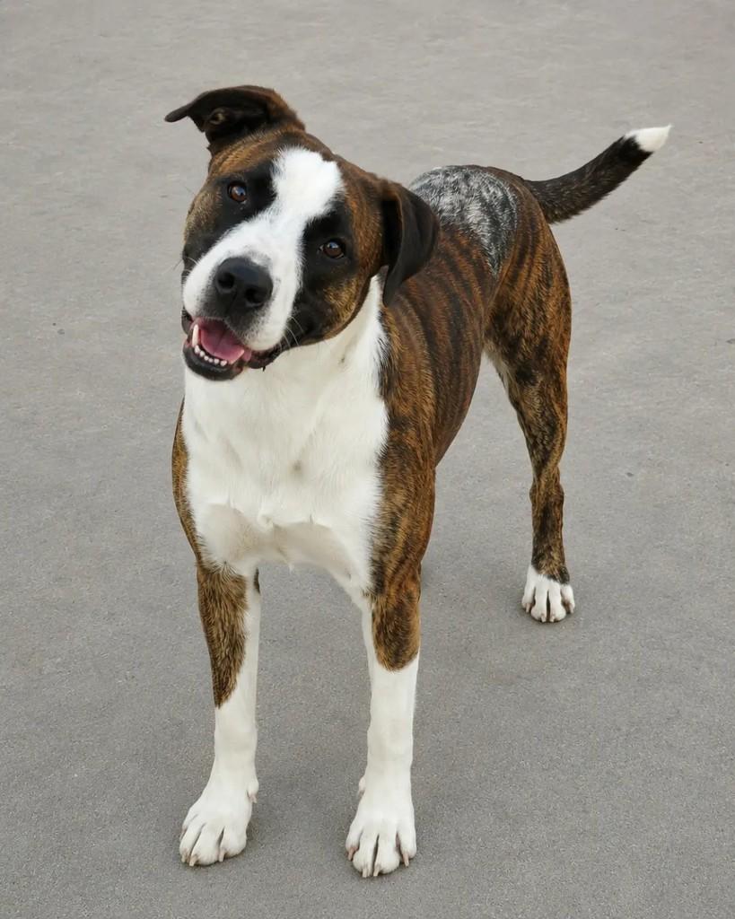 Malhado, cachorro de porte médio para adoção em Santa Maria - RS