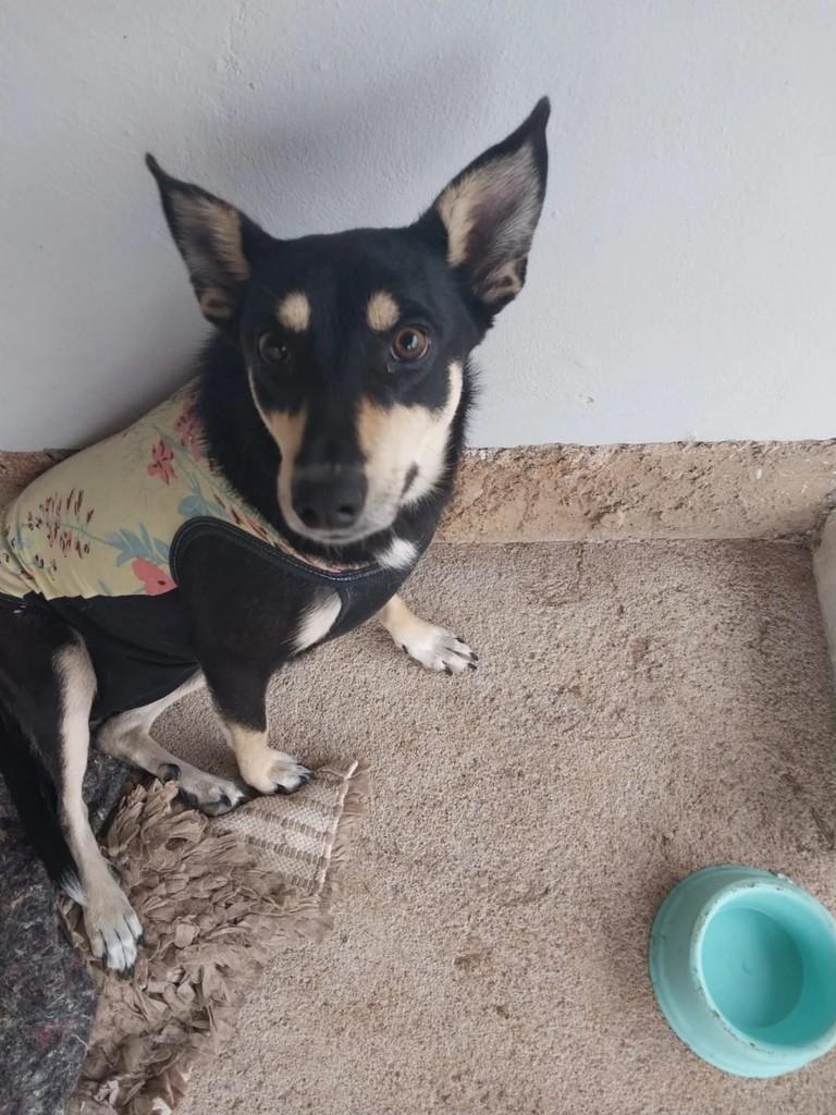 Felipa, cadela de porte médio para adoção em Guaíba - RS