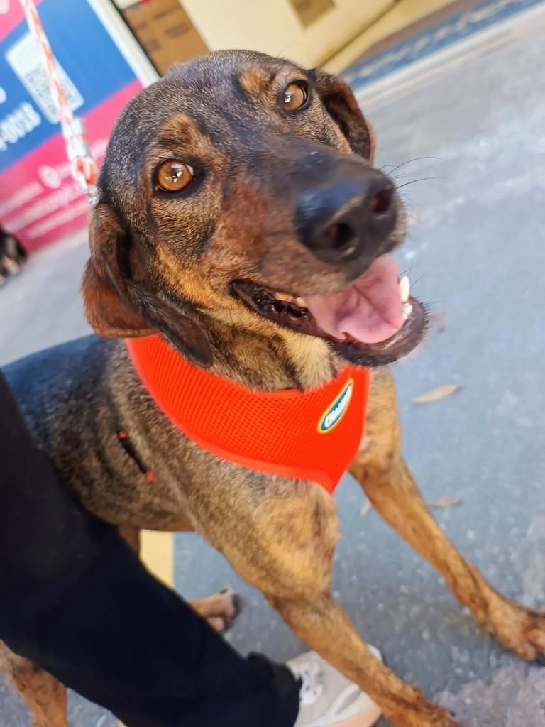 Penélope, cachorro de porte médio para adoção em Petrópolis - RJ