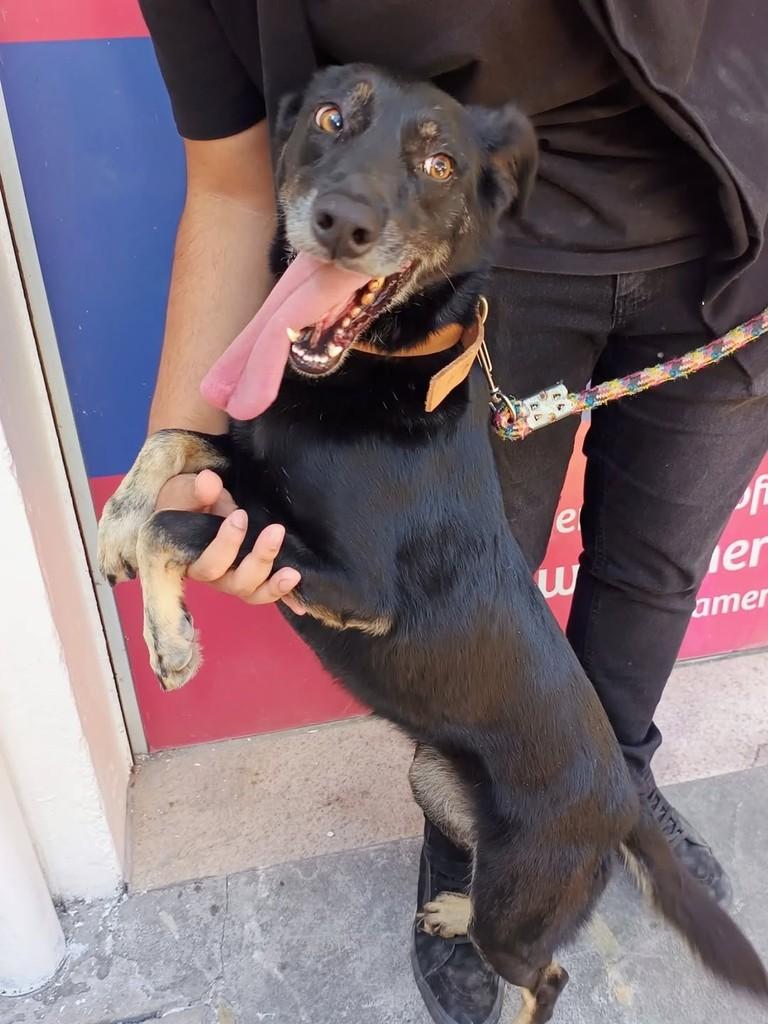 Chiquinha, cachorro de porte pequeno para adoção em Petrópolis - RJ