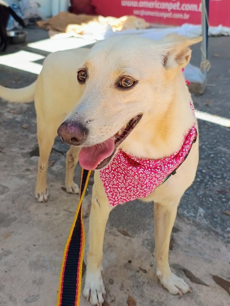 Clarinha, cachorro de porte médio para adoção em Petrópolis - RJ