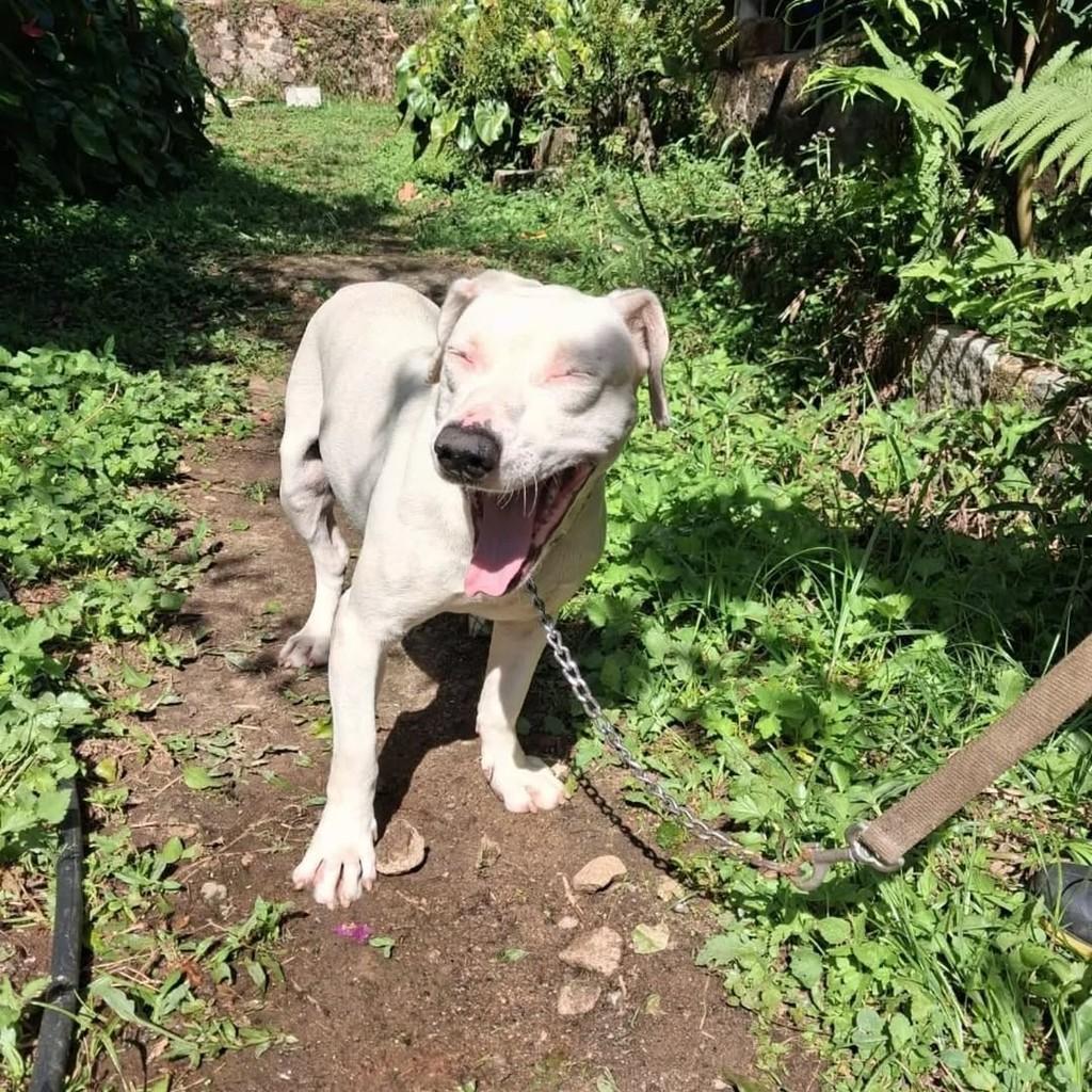 Mocinha, cachorro de porte médio para adoção em Petrópolis - RJ