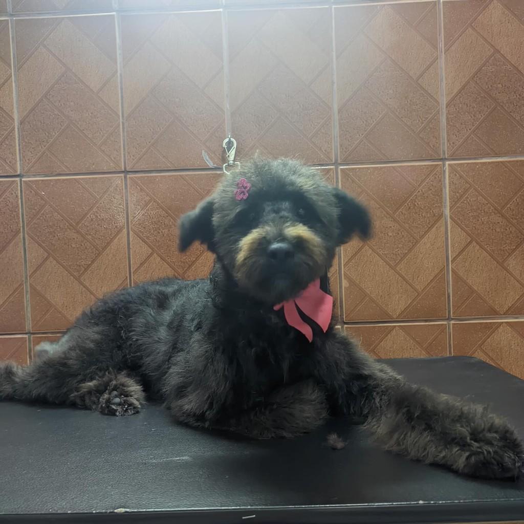 Pipa, cachorro de porte pequeno para adoção em São Paulo - SP