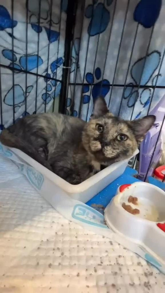 Essa menina, gata de porte pequeno para adoção em São Paulo - SP