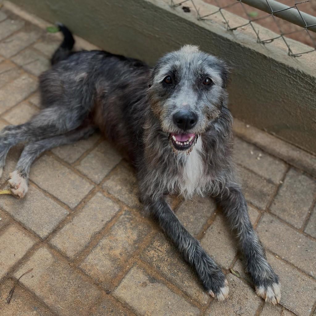 Tina, cadela de porte grande para adoção em São Paulo - SP