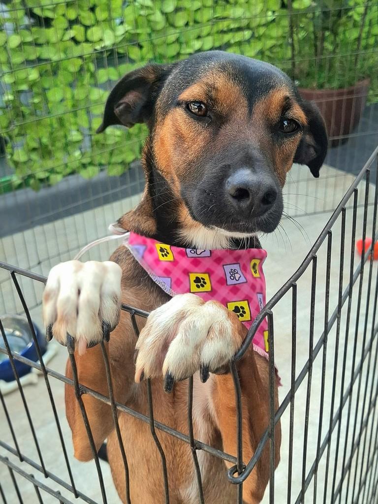 Chica, cadela de porte pequeno para adoção em São Paulo - SP