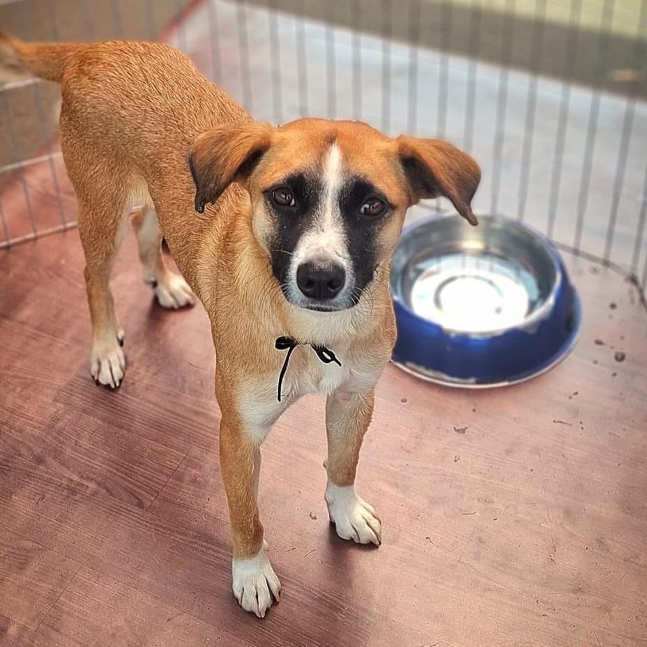 Flora, cachorro de porte médio para adoção em São Paulo - SP