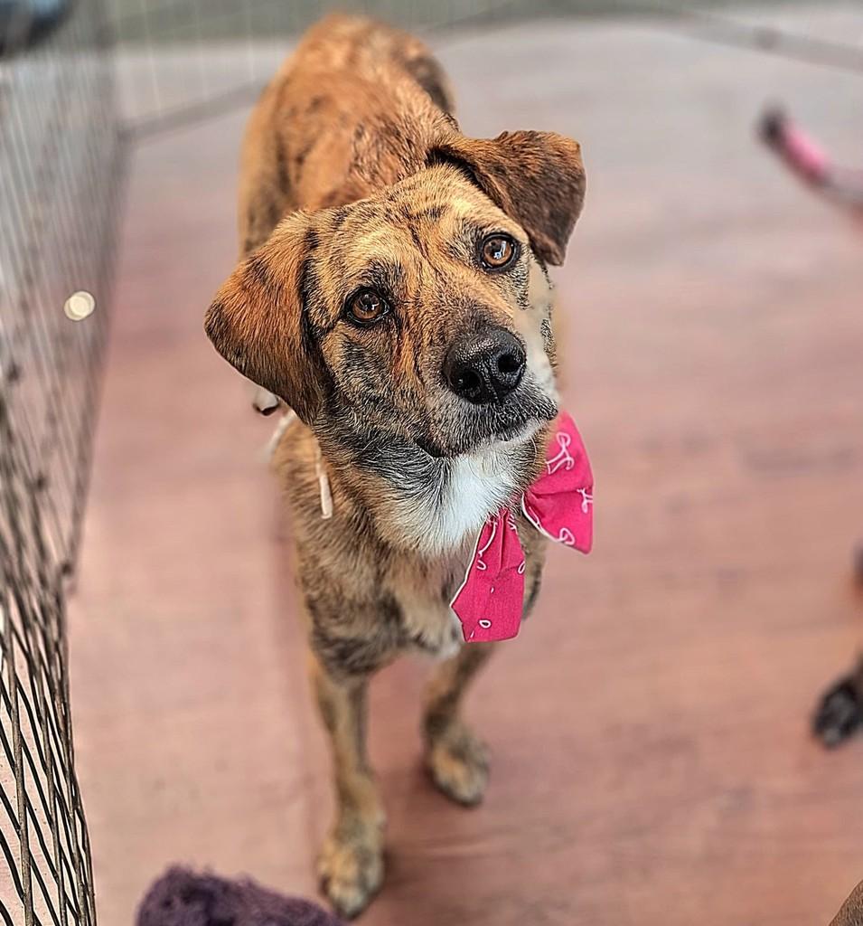 Mortadela, cachorro de porte médio para adoção em São Paulo - SP