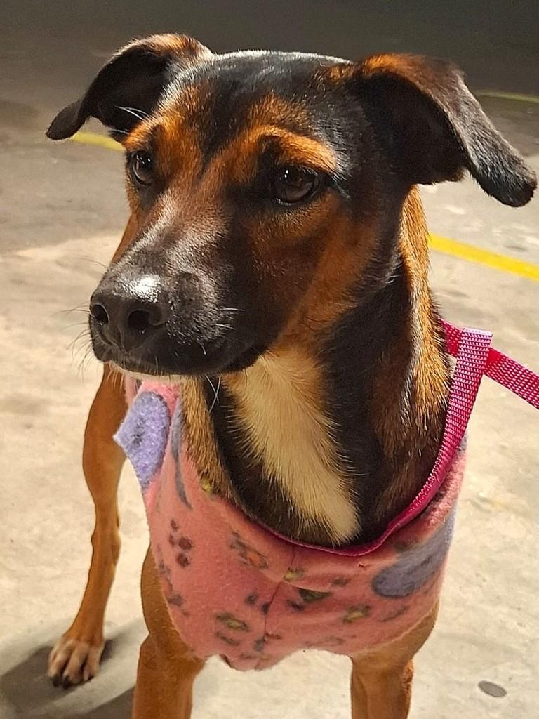 Chiquinha, cadela de porte pequeno para adoção em São Paulo - SP
