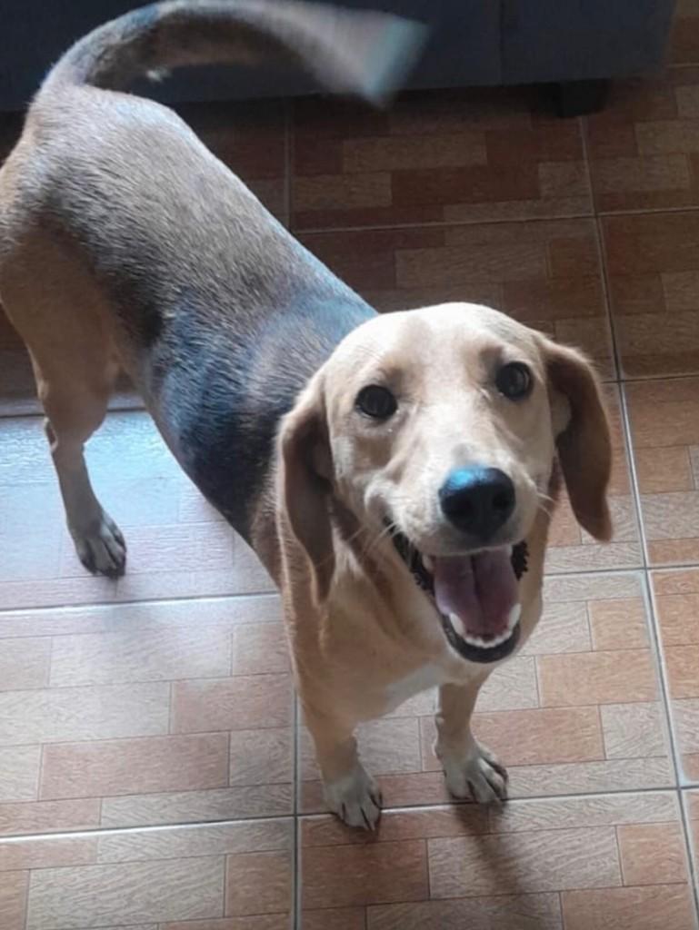 Princesa, cadela de porte pequeno para adoção em Bicas - MG