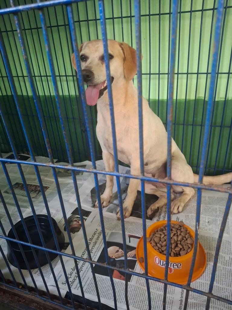 Leporace, cachorro de porte pequeno para adoção em Franca - SP